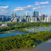 China unveils its International Mangrove Centre